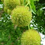 Platanus orientalis Fruit