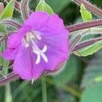 Epilobium hirsutum Floro