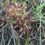 Drosera intermedia Lapas