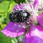 Rubus ulmifolius Fleur