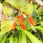 Kohleria tubiflora Flower