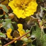 Fremontodendron mexicanum Blomst