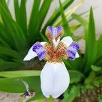 Neomarica northiana Flor