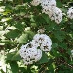 Viburnum carlesii Blüte