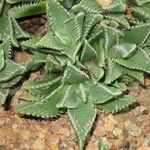 Faucaria tigrina Vivejo