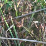 Drosera binata Blatt