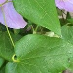 Clematis viticella Blatt