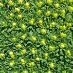 Azorella monantha Leaf