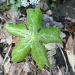 Podophyllum peltatum Fulla