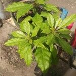 Pereskia bleo Folla