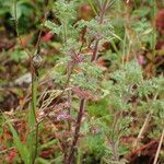 Teucrium botrys മറ്റ്