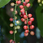 Antidesma bunius Fruit