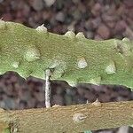 Zanthoxylum asiaticum बार्क (छाल)