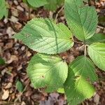 Rubus macrophyllus Blad