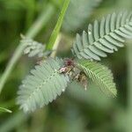 Aeschynomene villosa Leaf