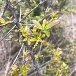 Quercus fusiformis Leaf