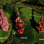 Magnolia sieboldii Plod