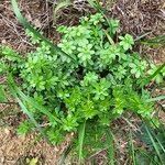 Galium mollugo 葉