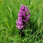 Dactylorhiza majalisKvět