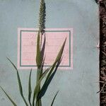 Setaria verticillata Λουλούδι