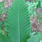 Nothofagus alpina Hoja