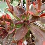 Echeveria fimbriata Celota