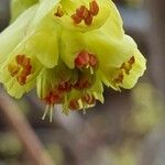 Corylopsis spicata Květ