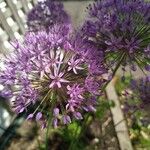 Allium nigrumFiore