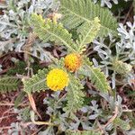 Tanacetum bipinnatum Flor