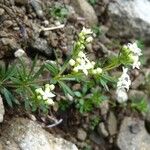 Galium anisophyllon Λουλούδι