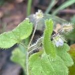 Veronica sublobata 整株植物