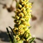 Ambrosia psilostachya Flower