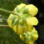 Potentilla crantzii Flower