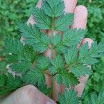 Anthriscus sylvestris 葉