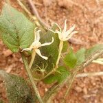 Jasminum preussii Flor