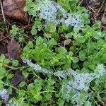 Stellaria media Blatt