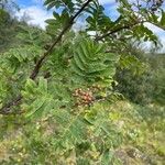 Sorbus aucupariaFruitua