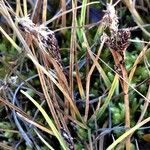 Carex lachenalii Хабит