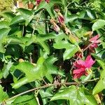 Passiflora manicata फूल