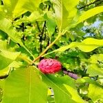 Magnolia tripetala Owoc