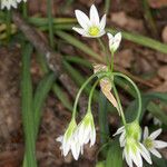 Allium pendulinum Květ