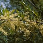 Cyrilla racemiflora Habitus