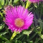 Carpobrotus edulisफूल