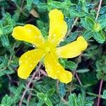 Hypericum balearicum Flor