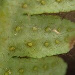 Grammitis villosissima Лист