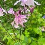 Aquilegia nigricansKvět