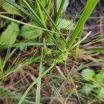 Carex oederi फूल