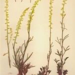 Reseda stricta Yeri