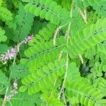 Indigofera heterantha Leaf