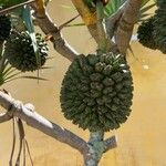 Pandanus utilis Owoc